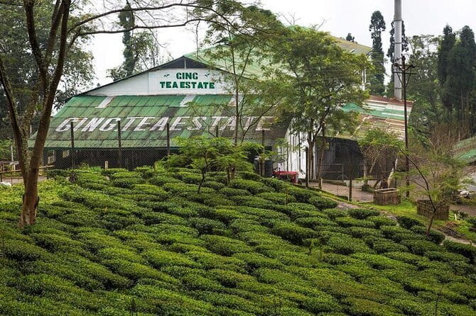 Darjeeling Himalayan Tea Tour - Day 1: Bagdogra to Soureni Tea Estate