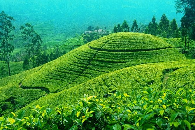 Darjeeling Tea Garden Tour - Walking through the garden near the zoo