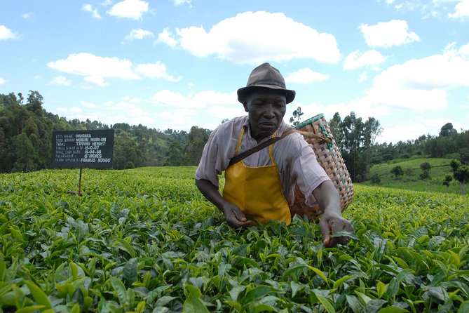 Day Tour To Kiambethu Tea Farm in Limuru - Tea, coffee, and the story of Kenyan production