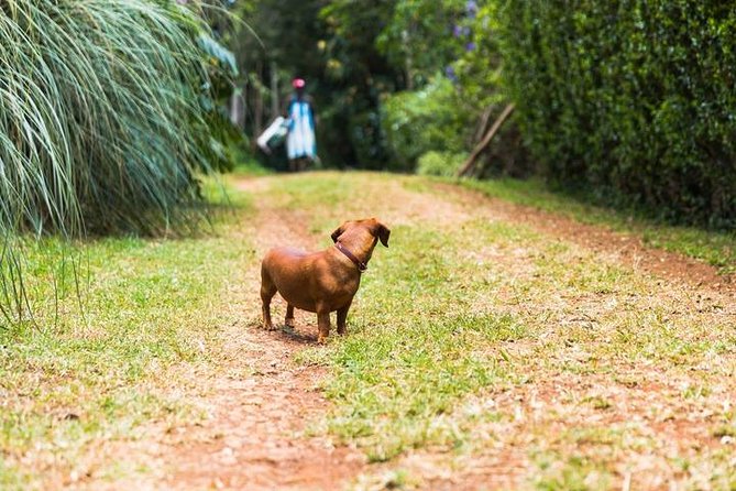 Day Tour To Kiambethu Tea Farm in Limuru - What the $115 price includes