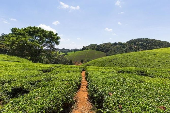 Day tour to Kiambethu tea farm in Limuru from Nairobi - Is the $102.57 price good value?