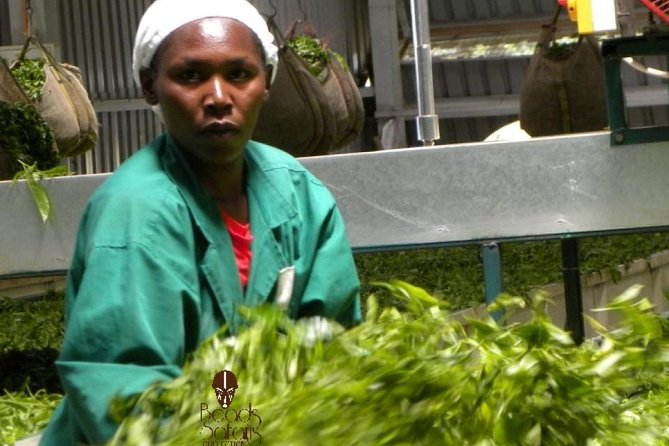 Day Tour To Kiambethu Tea Farm in Limuru - Walking through the native forest