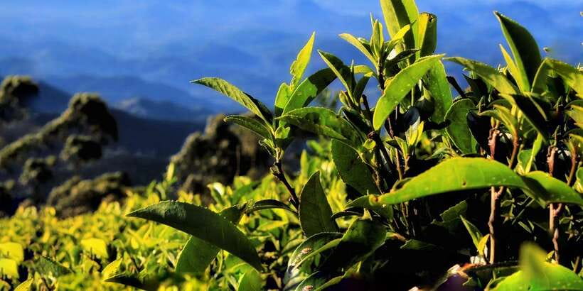 Ella: Lipton's Seat Tour with Dambetanna Tea Factory Visit - A tuk tuk climb through Sri Lanka’s tea country