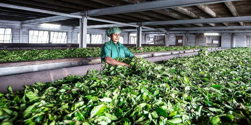 Ella: Lipton's Seat Tour with Dambetanna Tea Factory Visit - Dambetanna Factory, where old machinery still works