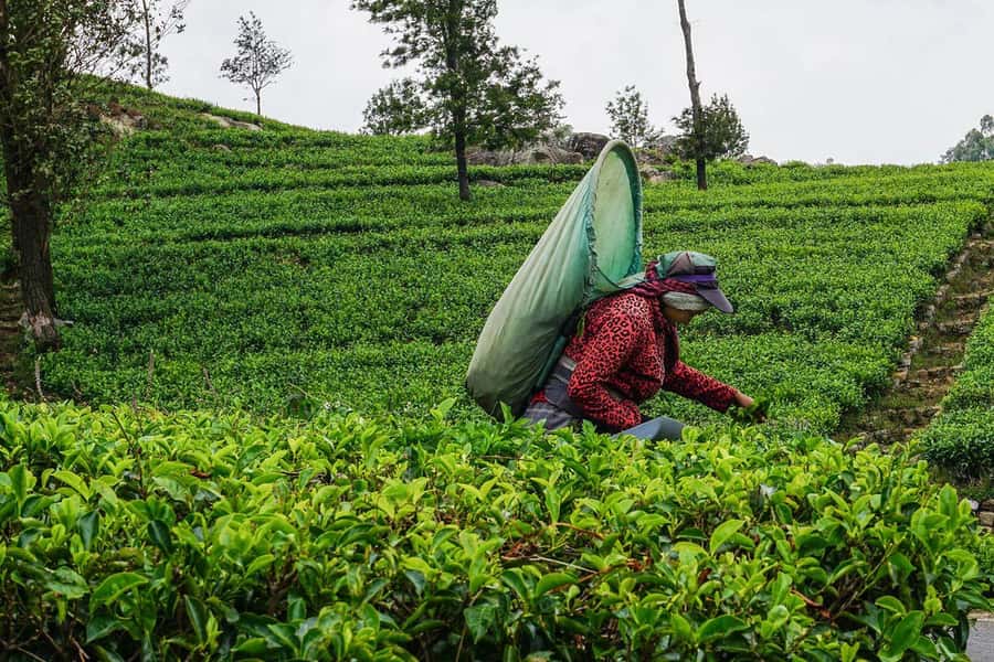 ELLA Lipton Seat Tea Test & Pluck 9Arch, Waterfalls, & Lunch - Choosing between Ella Rock and Little Adam’s Peak