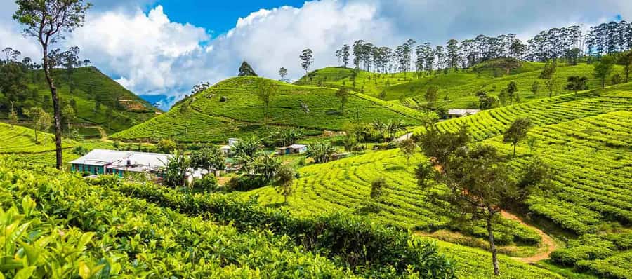ELLA Lipton Seat Tea Test & Pluck 9Arch, Waterfalls, & Lunch - Who should book this Ella tour?