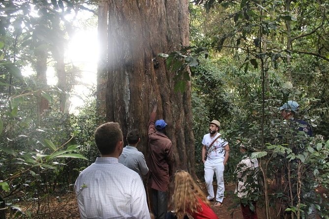 Excursion to Kiambethu Tea Farm - Who will enjoy this farm experience?