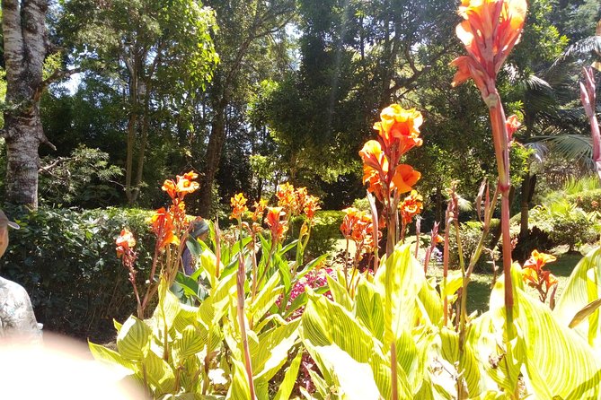Excursion to Kiambethu Tea Farm - Forest paths, colobus monkeys, and birds