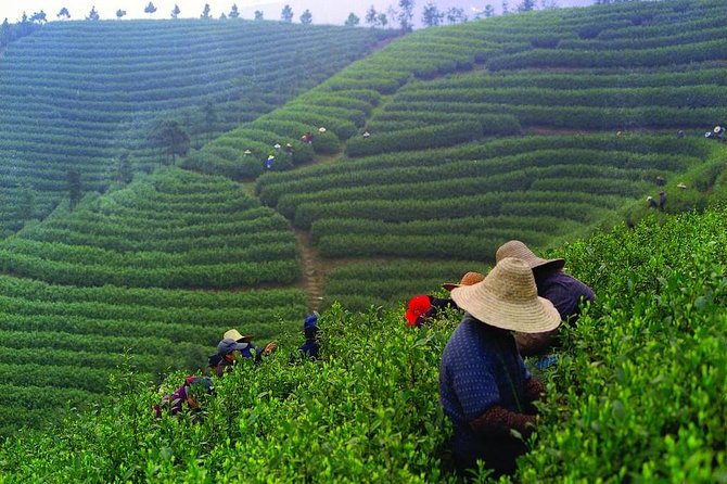 Experience Chengdu: Private Tea-Making Day Tour of Mengdingshan Tea Plantation - Why Mengdingshan makes a good tea day