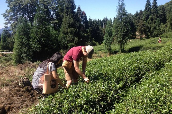 Experience Chengdu: Private Tea-Making Day Tour of Mengdingshan Tea Plantation - Picking leaves with a local farmer