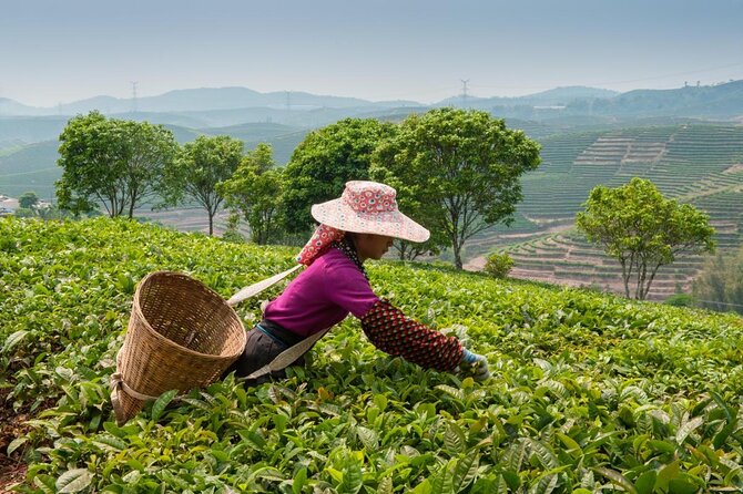 Experience Chengdu: Private Tea-Making Day Tour of Mengdingshan Tea Plantation - Lunch before the tea fields