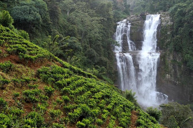 Explore Nuwara Eliya | Experience the Best Tea in the World - Key points to know before booking