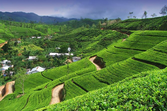 Explore Nuwara Eliya | Experience the Best Tea in the World - Bluefield Tea Garden and the journey from leaf to cup