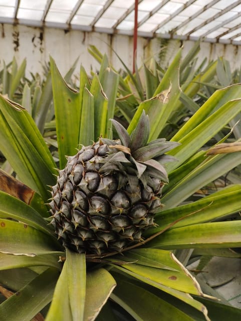 Fire Lake, Pineapple & Tea: Half-Day Jeep Tour - Lagoa do Fogo and the weather gamble