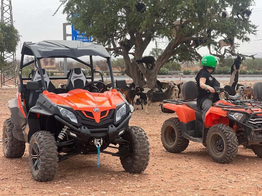 From Agadir/Taghazout: Buggy Safari Adventure & Moroccan Tea - What the mixed feedback means for you