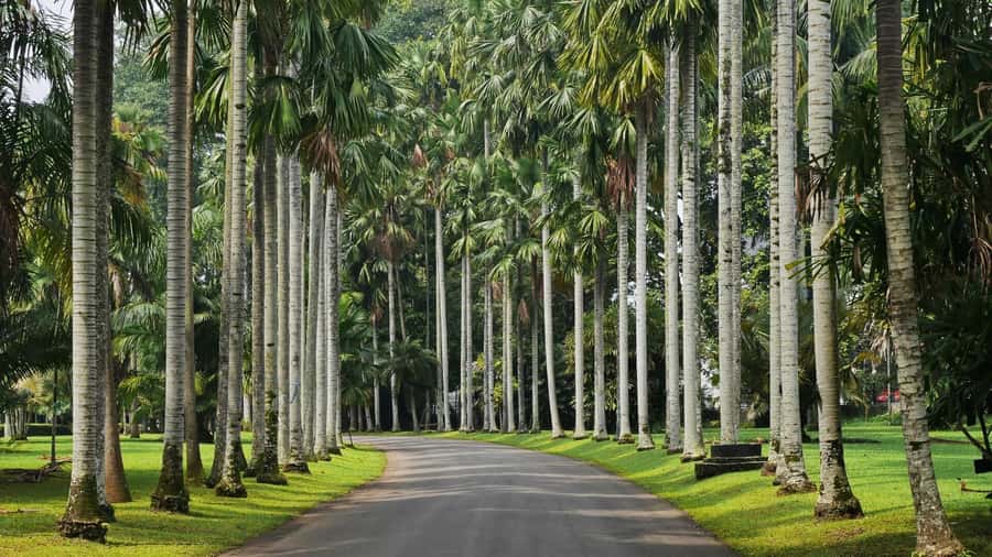 From Bandung: Tea Plantation and Botanical Garden Tour - Key points at a glance