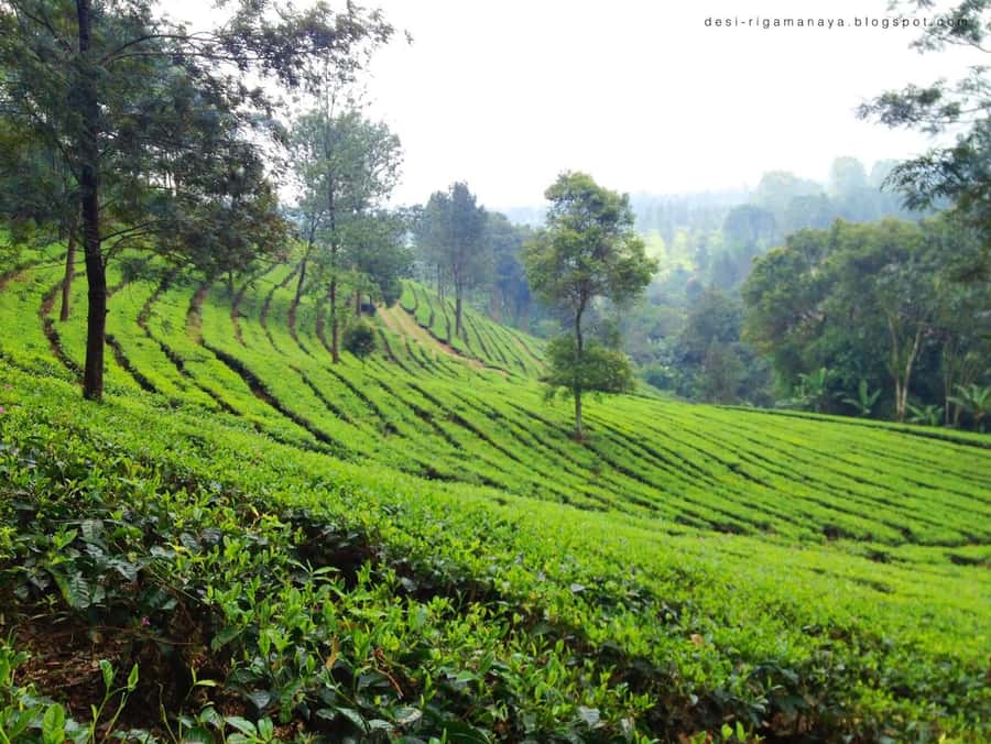 From Bandung: Tea Plantation and Botanical Garden Tour - How the Jakarta arrival works