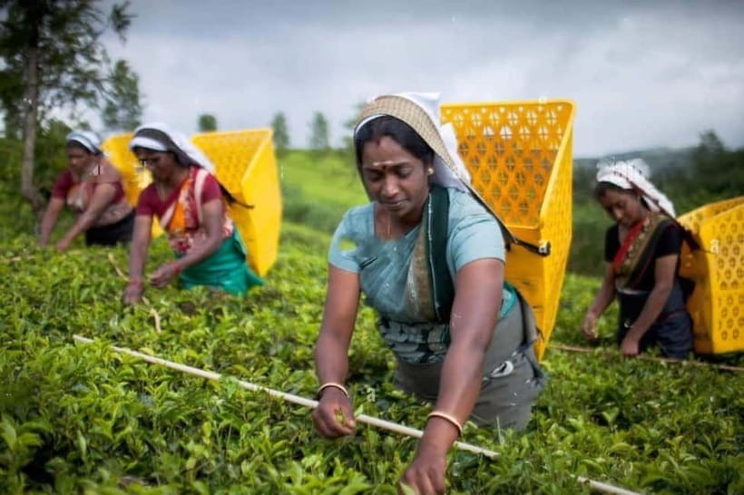 From Colombo: Kandy, Pinnawala and Tea Factory Full-Day Trip - The day at a glance