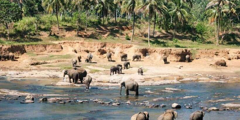 From Colombo: Kandy, Pinnawala and Tea Factory Full-Day Trip - Why this Colombo to Kandy trip packs in so much