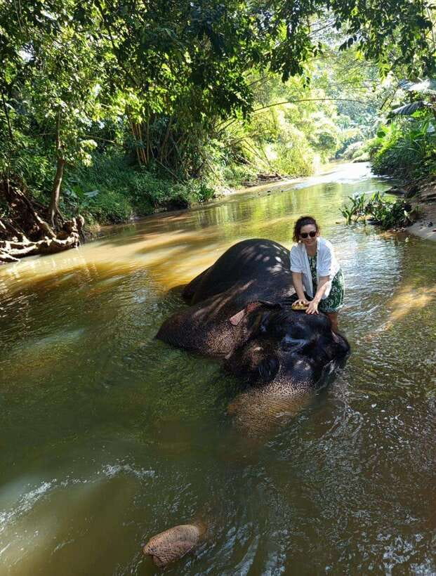 From Colombo or Negombo: Pinnawala, Kandy & Tea Factory Tour - What this Colombo or Negombo day trip really covers