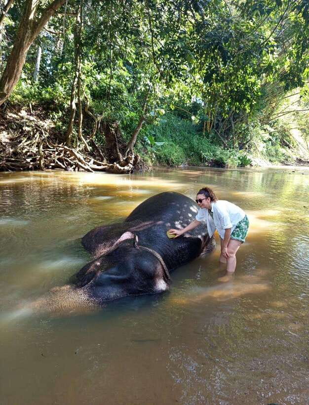From Colombo or Negombo: Pinnawala, Kandy & Tea Factory Tour - Is the $46 price good value?
