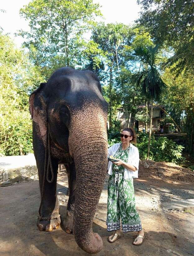 From Colombo or Negombo: Pinnawala, Kandy & Tea Factory Tour - Pinnawala and the elephant river stop