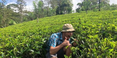 From Colombo: Virgin White Tea and Galle City Tour
