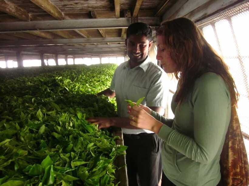 From Ella: Lipton Seat & Dambatenne Tea Factory Day Tour - Weather, clothing, and comfort
