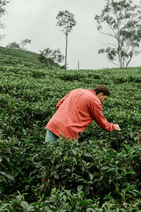 From Ella: Tea Adventure in Haputale with Village Lunch - Why this tea outing is worth your time