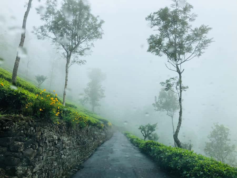 From Ella: Tea Adventure in Haputale with Village Lunch - The tuk-tuk ride into tea country