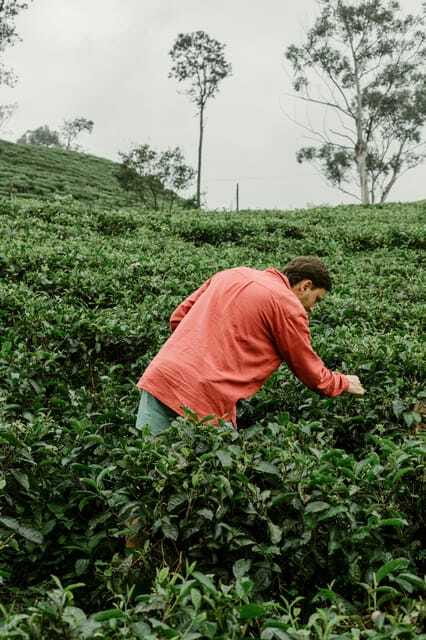 From Ella: Tea Adventure in Haputale with Village Lunch - Inside the working tea factory