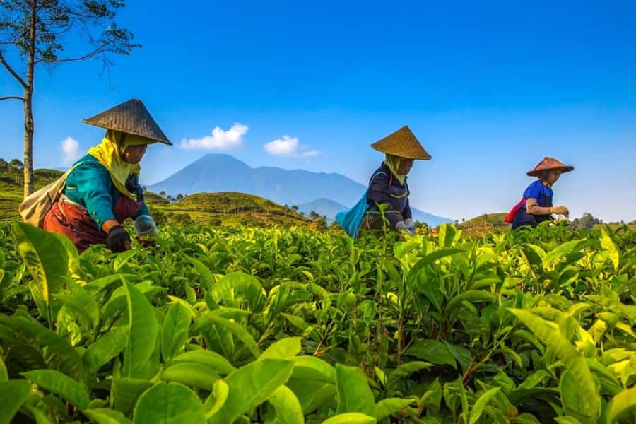 From Jakarta: Safari Park, Tea Plantation & Jaksa Waterfall - Puncak tea country and the promise of a quiet break