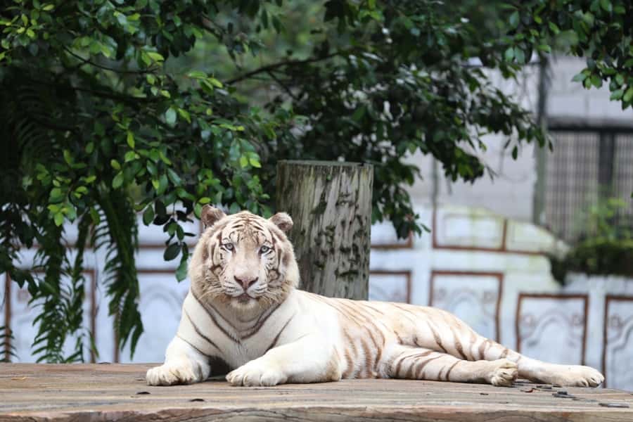 From Jakarta: Safari Park, Tea Plantation & Jaksa Waterfall - Who will get the most from this tour?