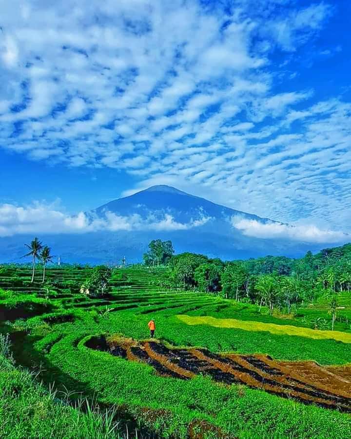 From Jakarta : Volcano, Tea & Rice Fields, Hot Spring - Honey pineapple and tropical fruit near Subang