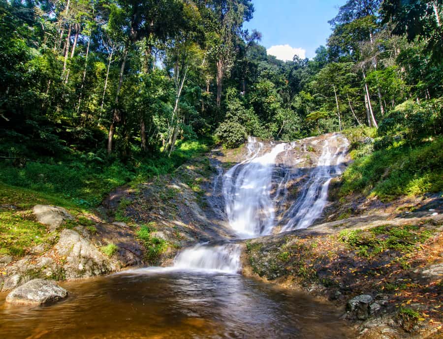 From KL: Cameron Highlands with BOH Habu & Sungei Tea Visit - Key points to know before booking