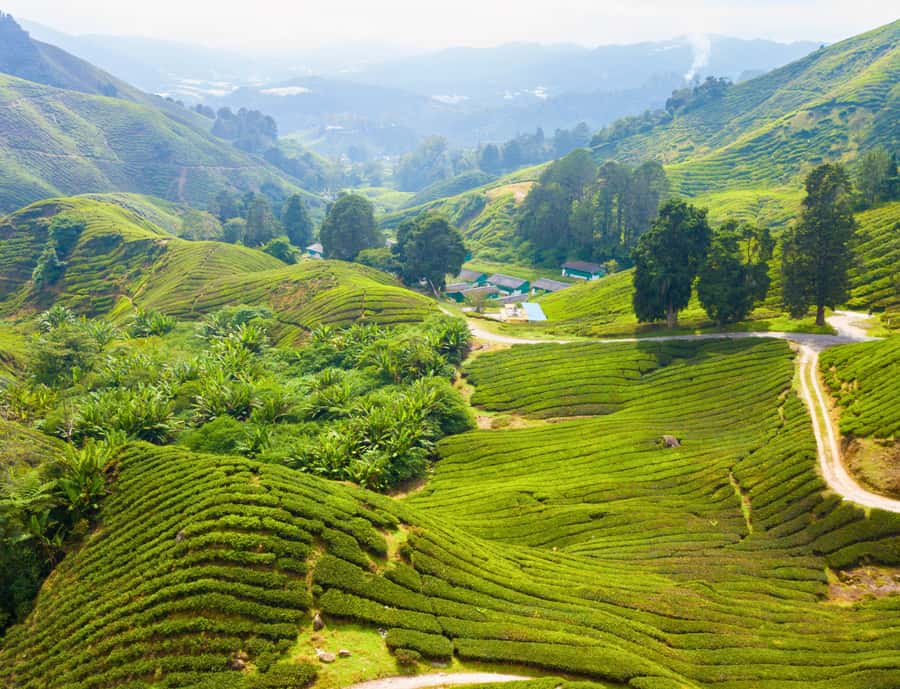 From KL: Cameron Highlands with BOH Habu & Sungei Tea Visit - Is $426 good value for four people?