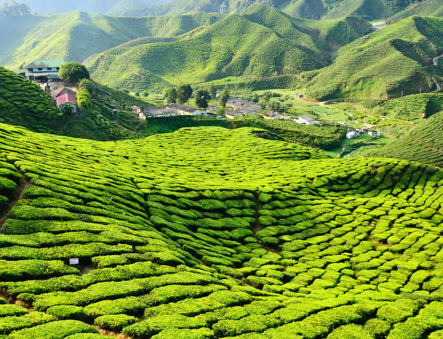 From KL: Cameron Highlands with BOH Habu & Sungei Tea Visit - Why the Cameron Highlands make a good day trip