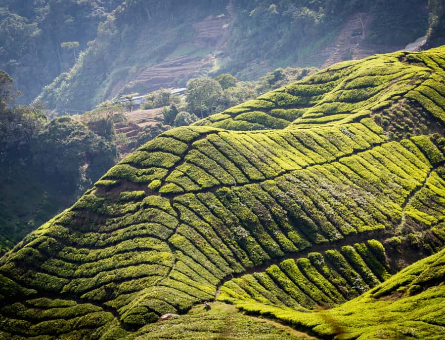 From KL: Cameron Highlands with BOH Habu & Sungei Tea Visit - Tea Valley and the long lunch break in Tanah Rata