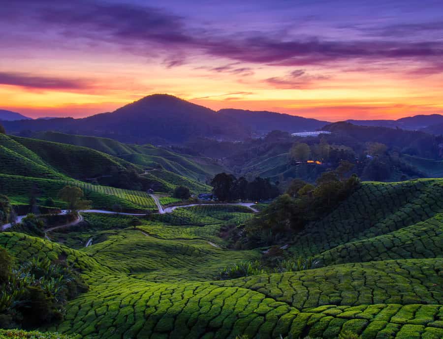 From KL: Cameron Highlands with BOH Habu & Sungei Tea Visit - Leaving Kuala Lumpur for Lata Iskandar Waterfall