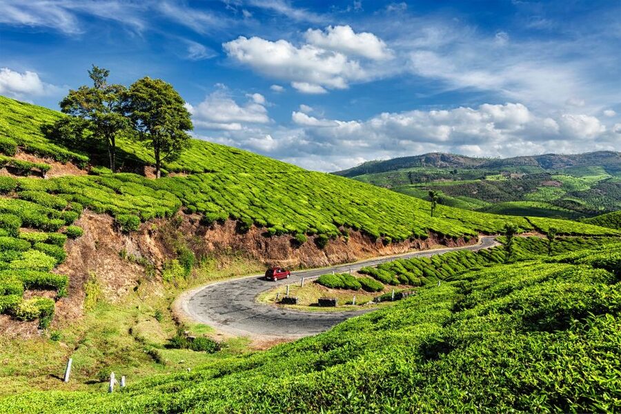 From Kochi: Munnar & Tea Museum Private Guided Tour - Tea Museum explains the crop behind the scenery