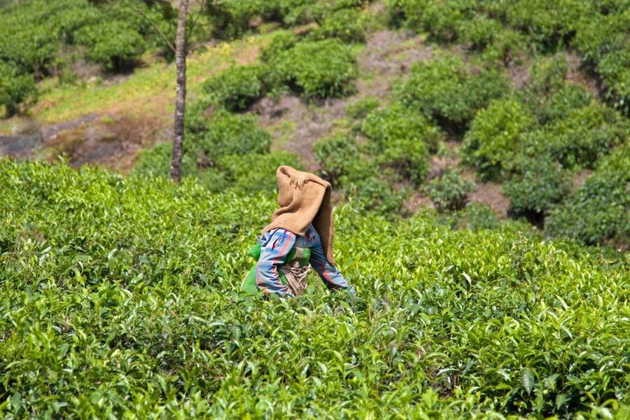 From Kochi: Munnar & Tea Museum Private Guided Tour - Lunch in the hill zone, or lunch on your own