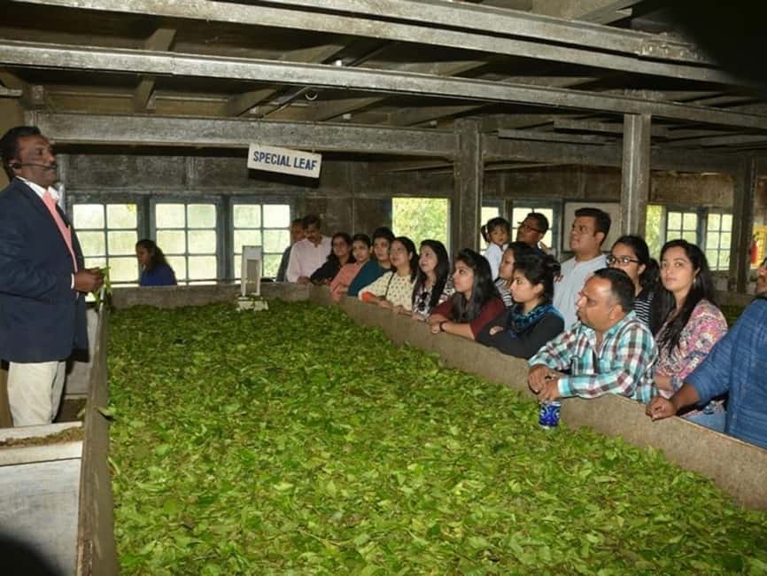 From Munnar: Tea Factory, Plantation, and National Park Tour - Lockhart Tea Factory: from fresh leaf to packet