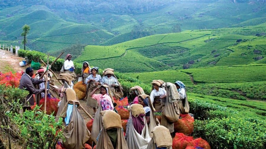 From Munnar: Tea Factory, Plantation, and National Park Tour - Walking through Munnar’s tea plantations