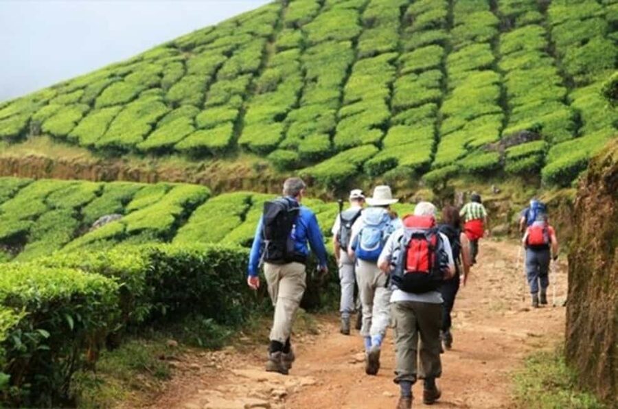 From Munnar: Tea Factory, Plantation, and National Park Tour - Mattupetty Dam and the short scenic stops