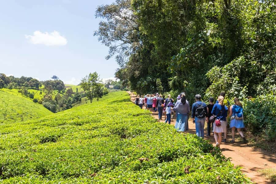From Nairobi: Kiambethu Tea Farm Tour & Lunch - Leaving Nairobi for Kiambethu Tea Farm