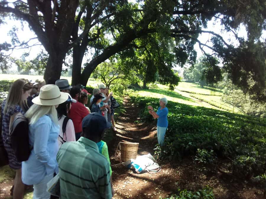 From Nairobi: Kiambethu Tea Farm Tour & Lunch - The driver and guide can shape the day
