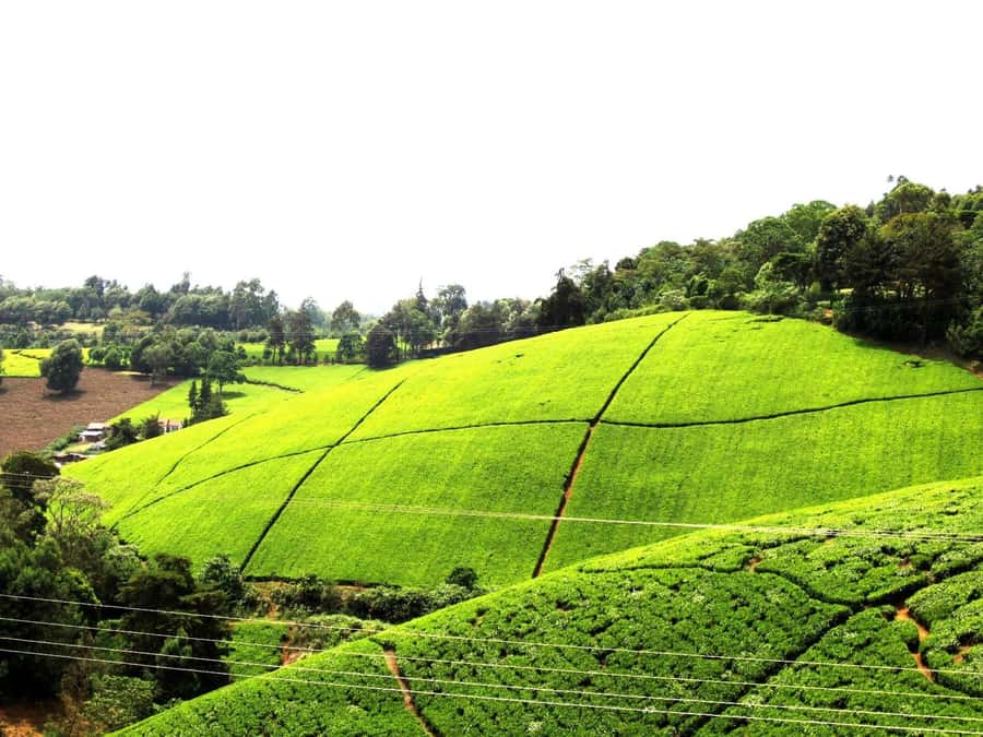 From Nairobi: Kiambethu Tea Farm Tour & Lunch - Tea, biscuits, and the story of Kenyan exports