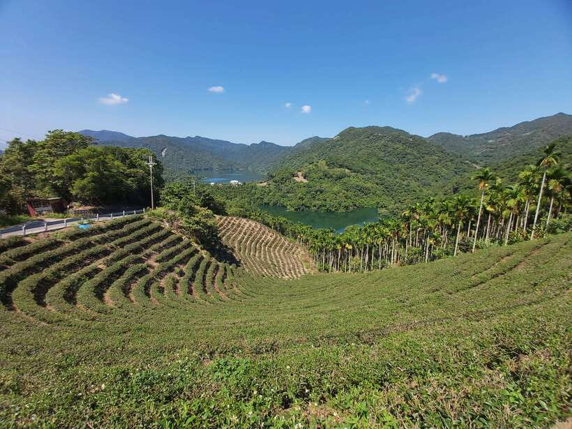 From Taipei: Thousand Island Lake and Pinglin Tea Plantation - Bagua Tea Garden and the geometry of tea