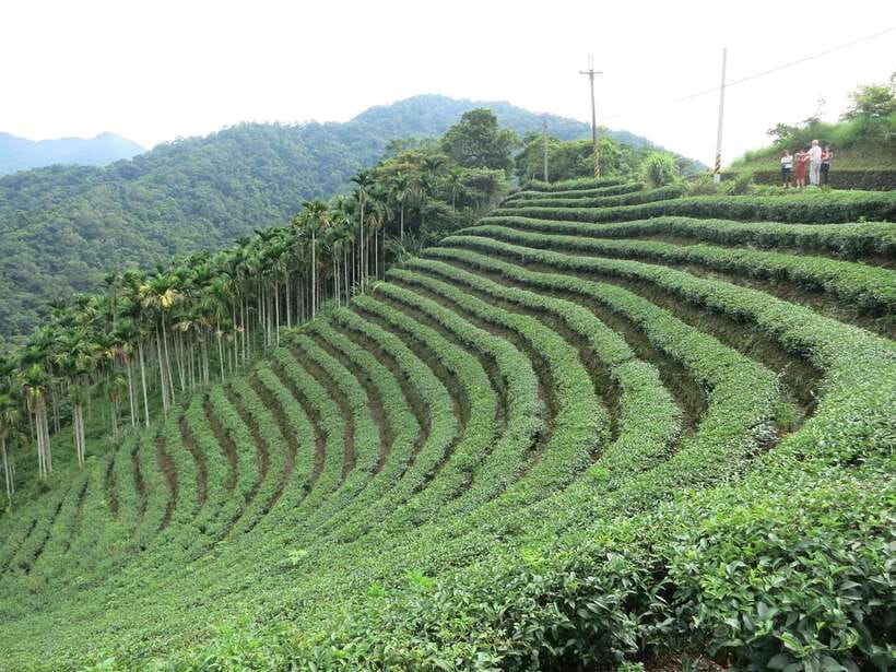 From Taipei: Thousand Island Lake and Pinglin Tea Plantation - Pinglin Old Street as a useful addition