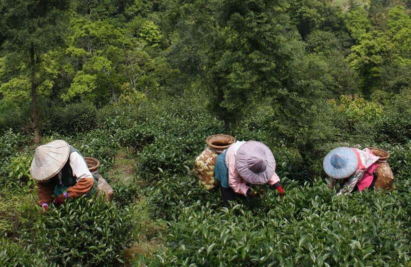 From Taipei: Thousand Island Lake and Pinglin Tea Plantation - Transport, group size, and comfort